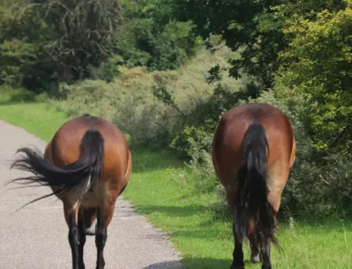 Wildlife Watching on Exmoor with Red Deer and Exmoor Ponies