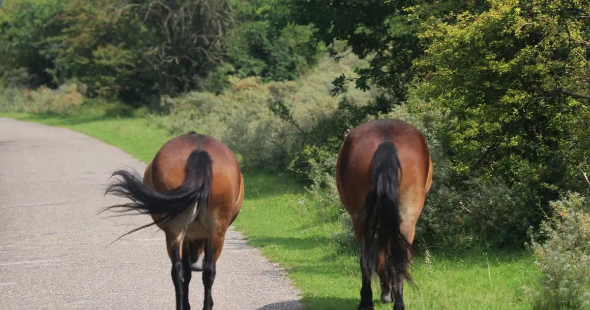 Wildlife Watching on Exmoor with Red Deer and Exmoor Ponies