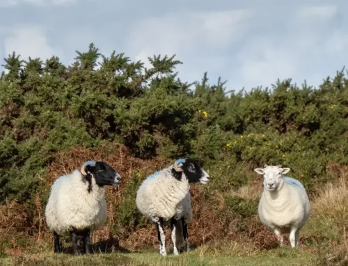 Family Stays on Exmoor