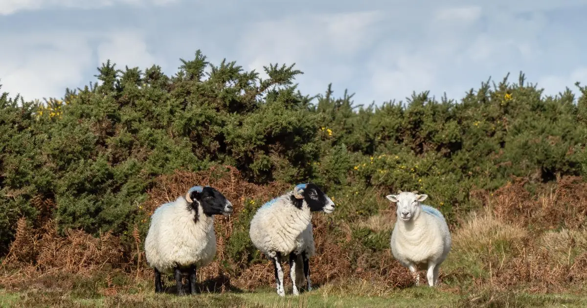Large family and Group Stays in Exmoor