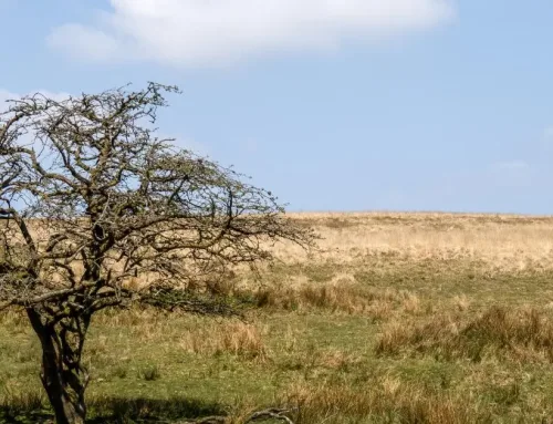 Steam Trains, Castles and Coast for Heritage Days Out